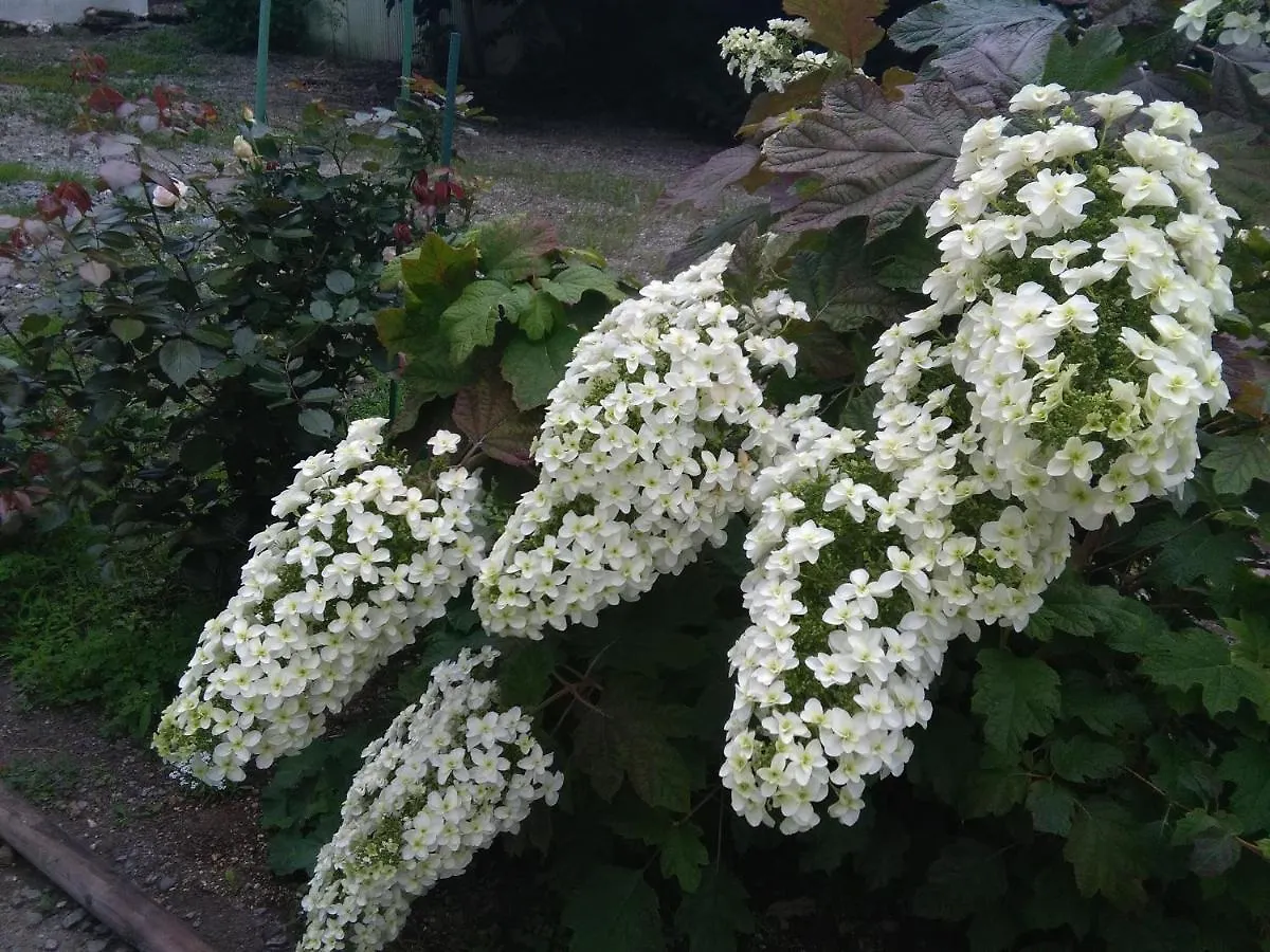Guest House Annabel Hakodate